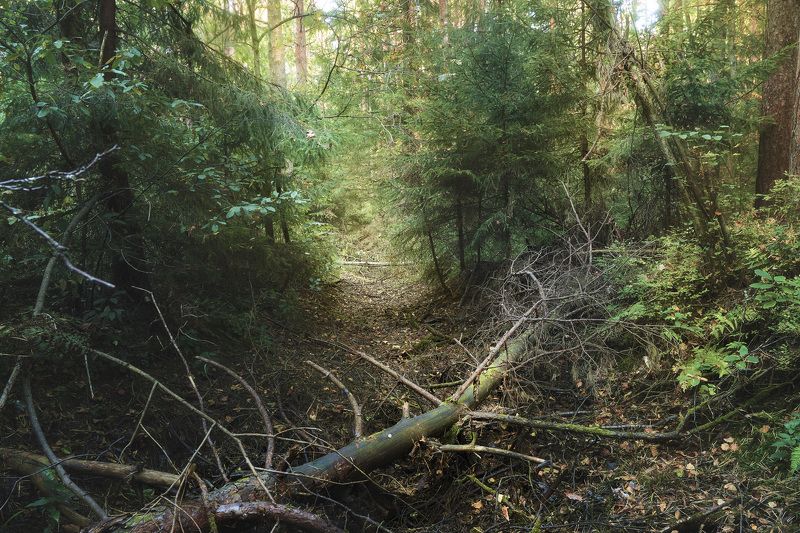 В лесу фото превью