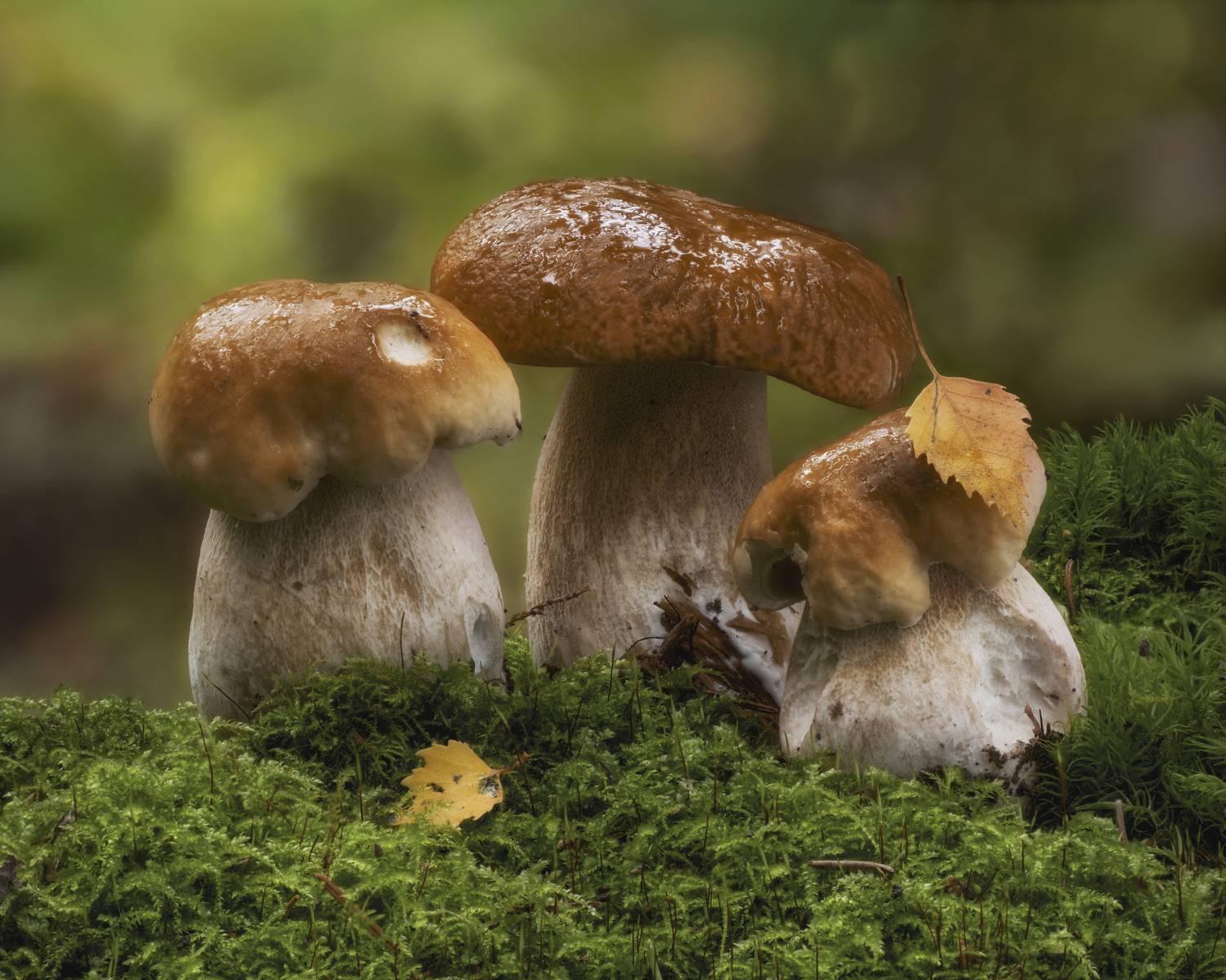 , Вышарь Максим