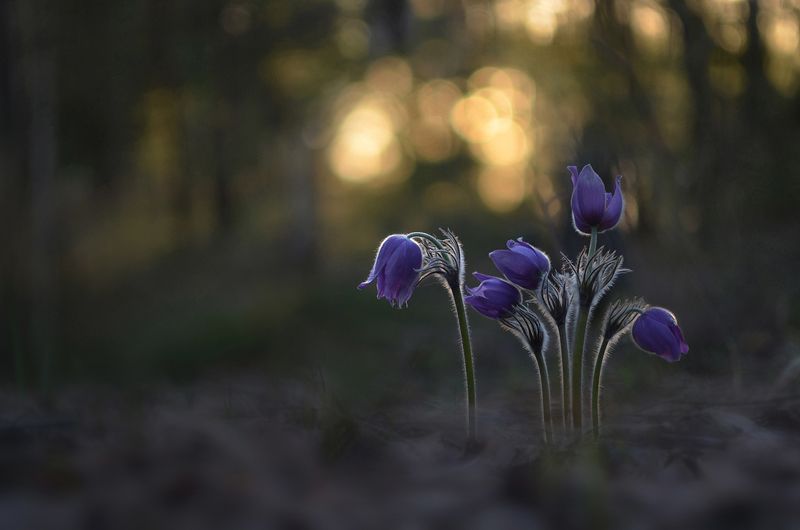 В вечернем лесу. Сон-трава фото превью
