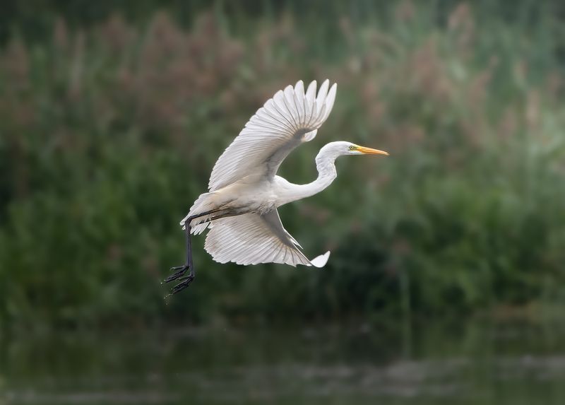 Forestrixx the photographer фото превью