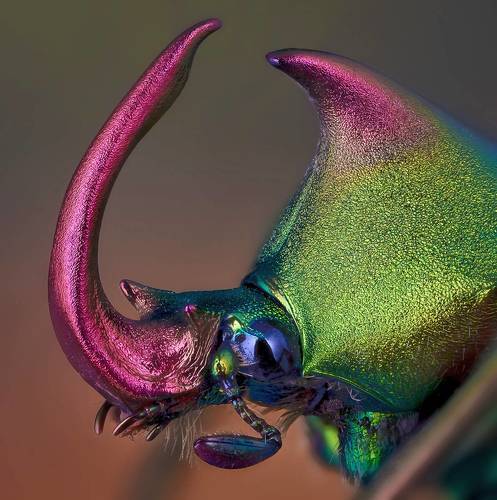 Скоробейник