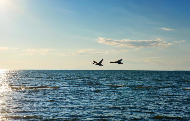 Лебединое озеро 2 фото превью