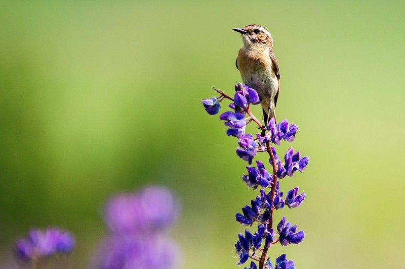*** фото превью