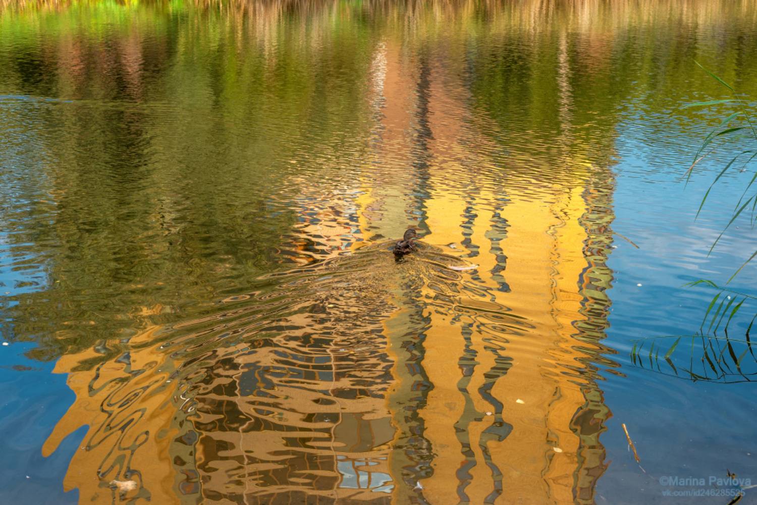 пейзаж, природа, осенний пруд, утка, осенние отражения, парк \"александрино\", Павлова Марина