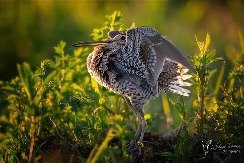 Токующий дупель