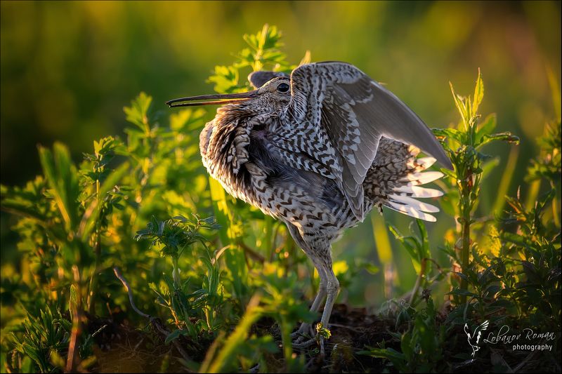 Дупель птицы Пересвел Лобанов Роман Токующий дупель фото превью
