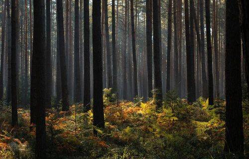 Colorful Forest Floor