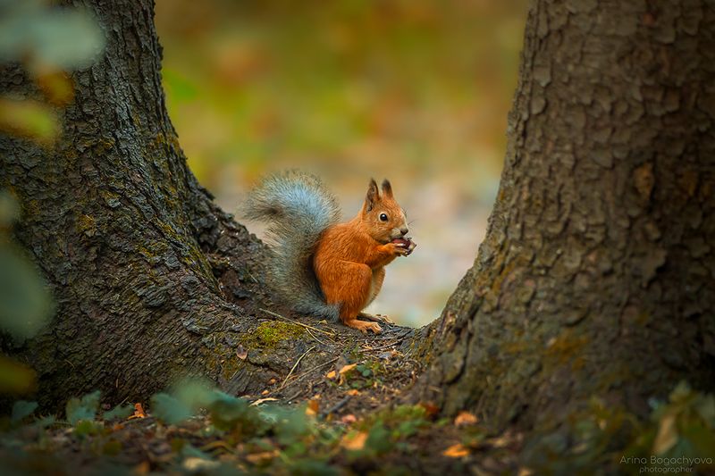 *** фото превью