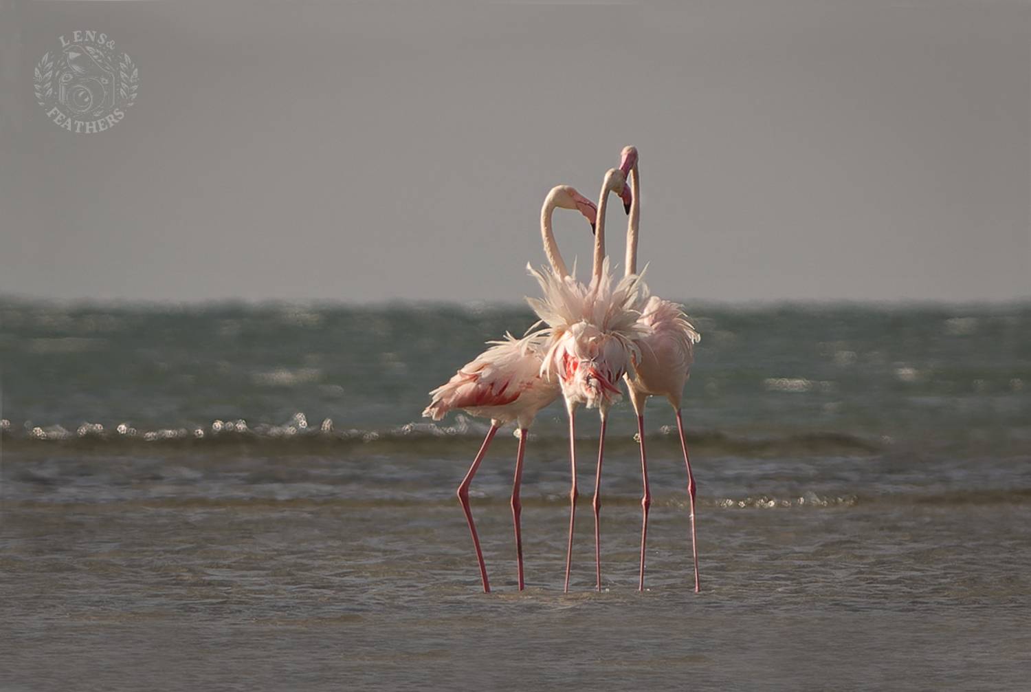 , Евгени Стефанов