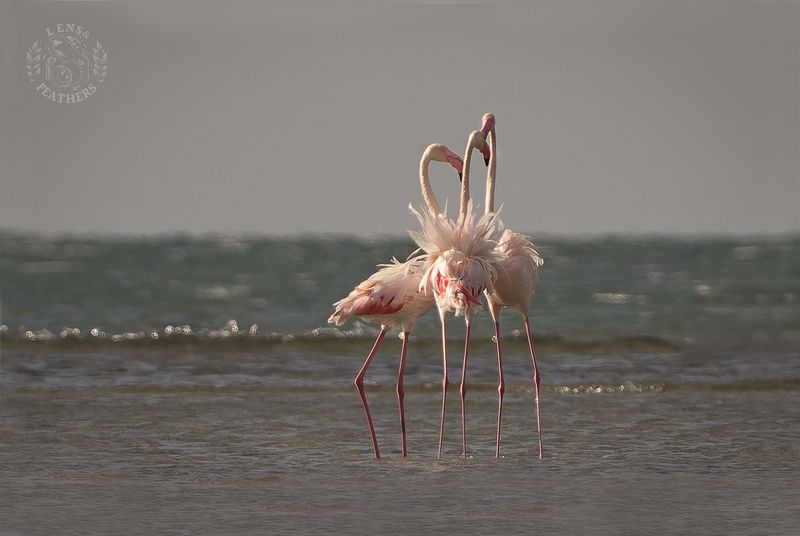 Розовый фламинго - Lens and Feathers фото превью