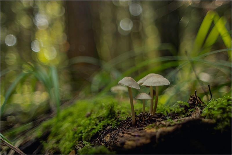 грибы В лесу фото превью