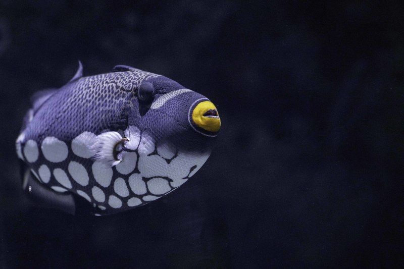 Clown triggerfish фото превью