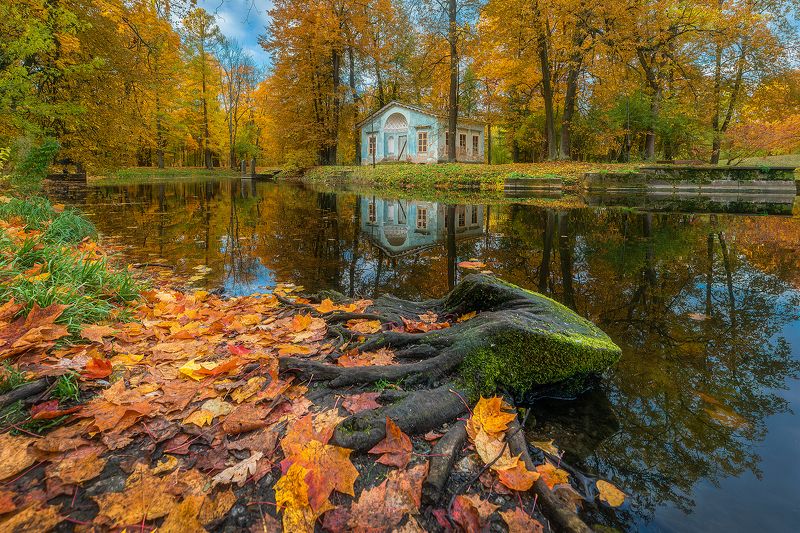 Старый осьминог Александровского парка. фото превью