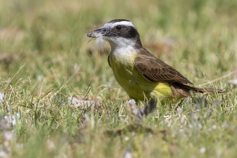 Птицы, Уругвай Весенние заботы фото превью