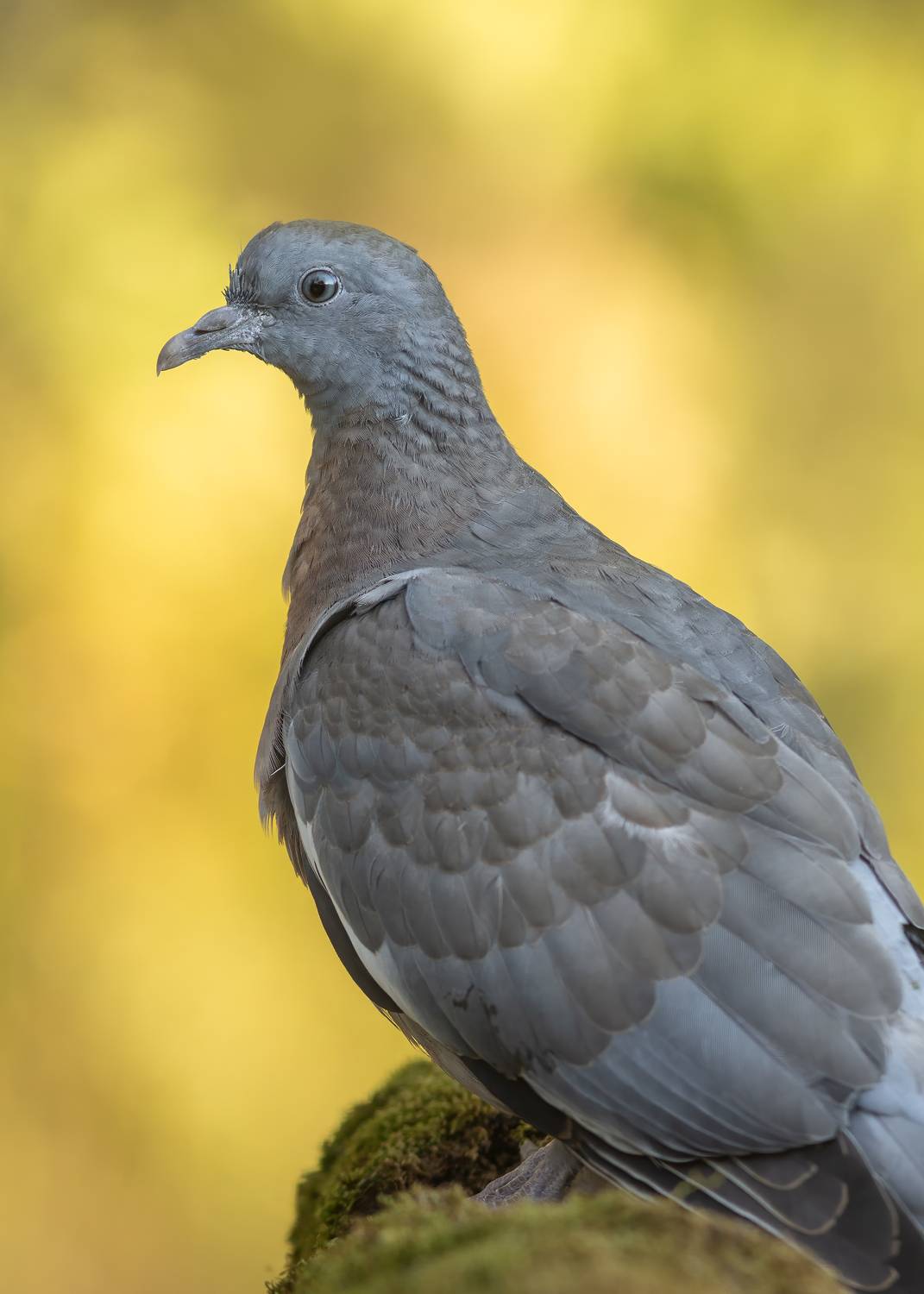 Птицы, вяхирь, животные, природа, дикая природа, wildlife, canon , Пронин Денис