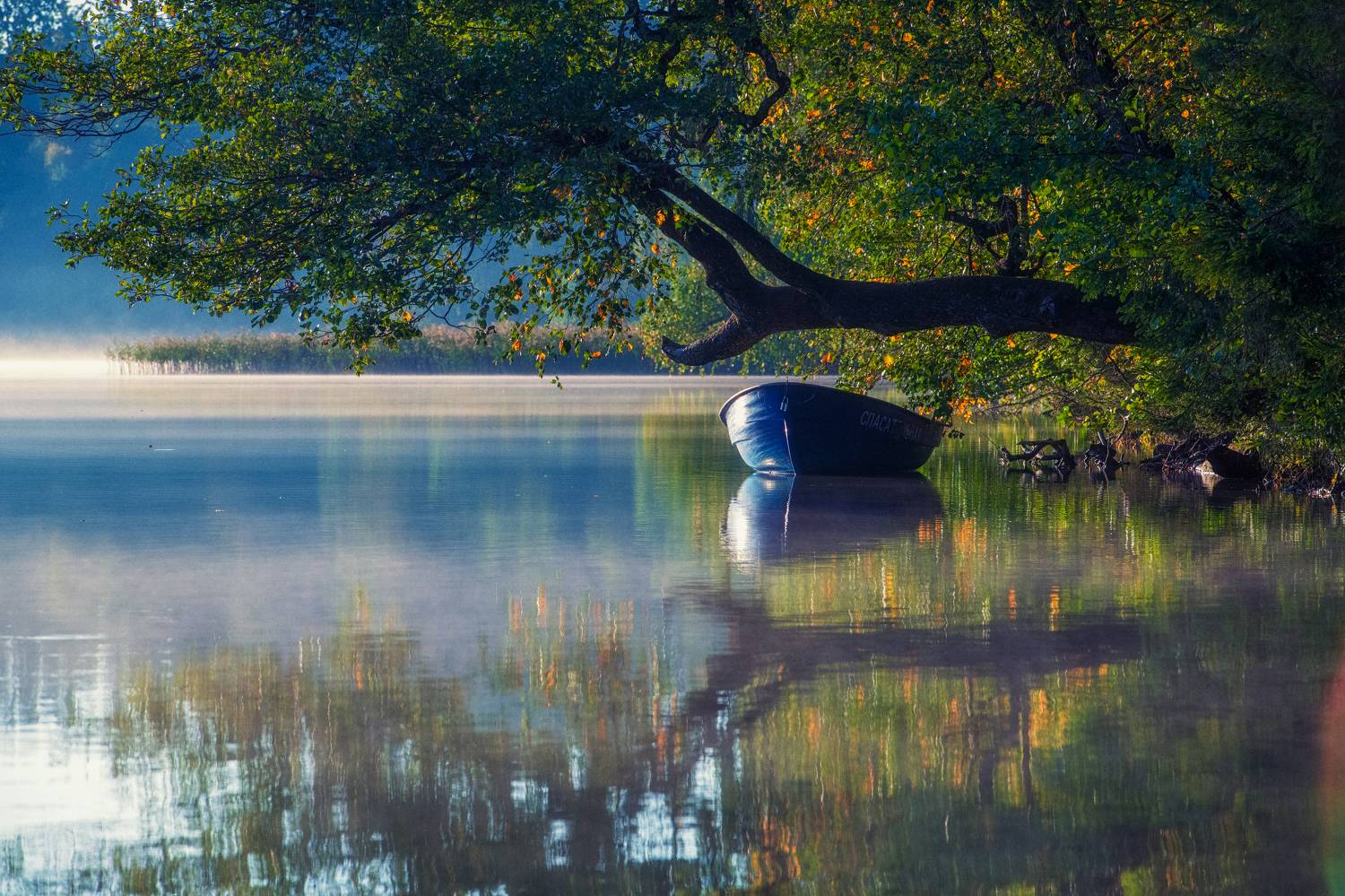 , Гуринович Дмитрий