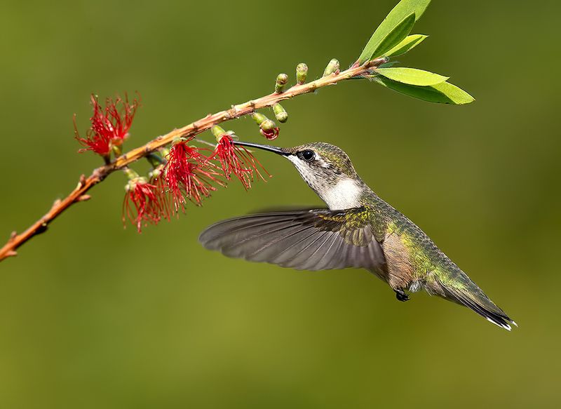 колибри,ruby-throated hummingbird, hummingbird Female. Ruby-throated Hummingbird -Рубиновогорлый колибри. самка фото превью