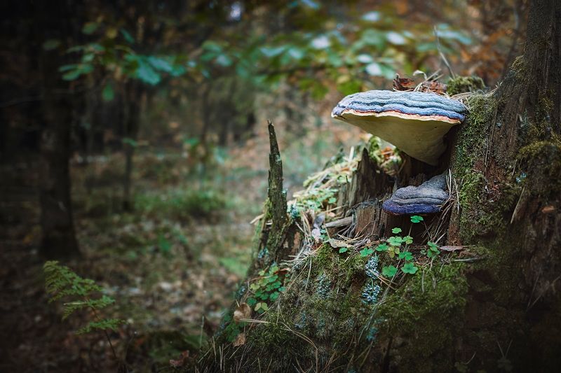 Грибы фото превью