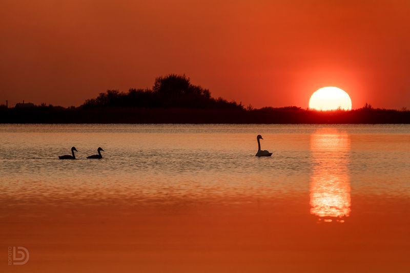 Лебединая семья фото превью