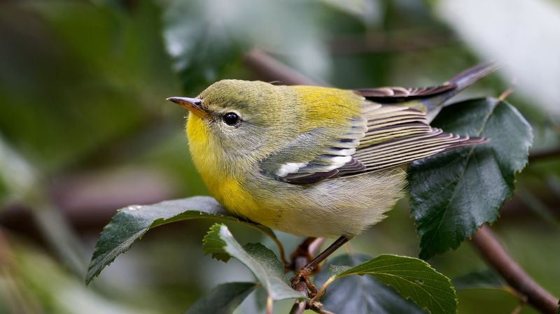 Камышовка Нового Света фото превью