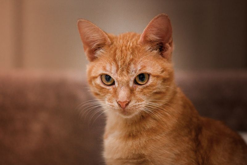 Томас фото превью