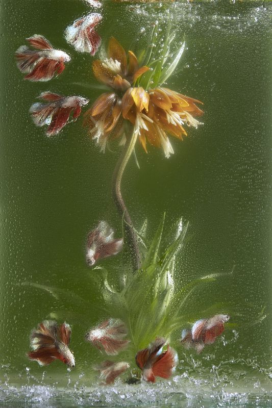 Рябчик с петушками фото превью