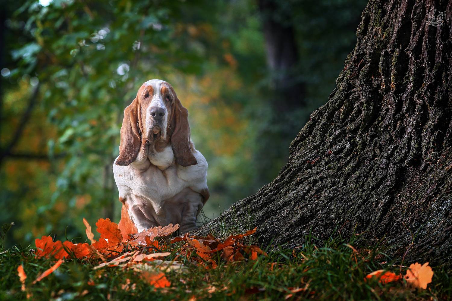 , Андрей Ершов