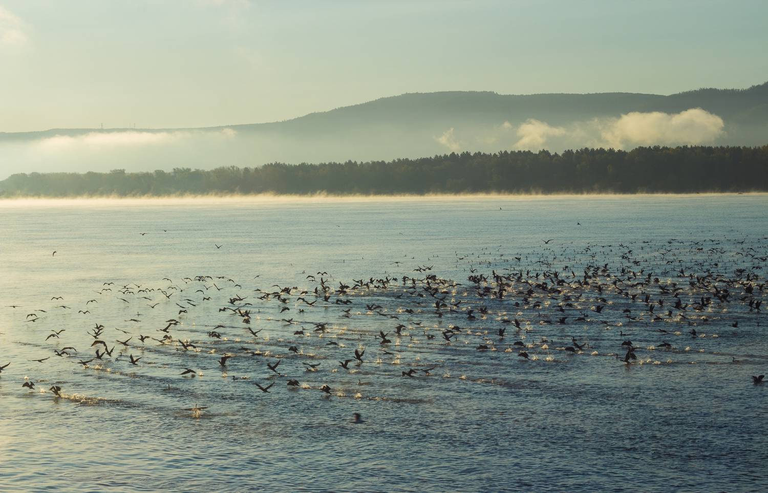 , Хвойнова Елена