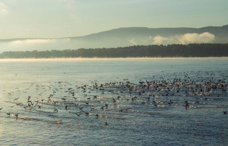 Бакланы фото превью