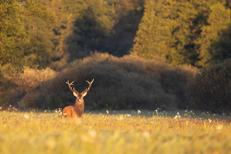 las,przyroda,natura,fauna,jeleń,puszcza białowieska,podlasie,polana,łąka,trawy Jeleń  фото превью