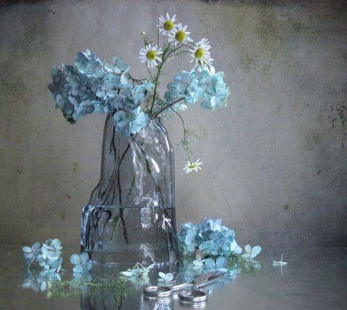 Голубая гортензия