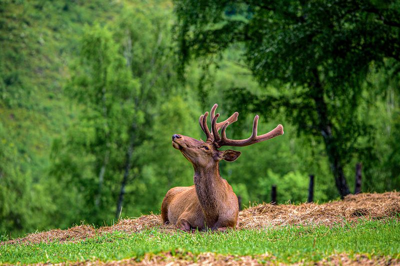 марал, горный алтай Марал. фото превью