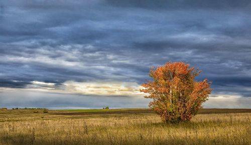 Осенний минимализм