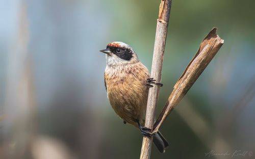 Под маской Зорро