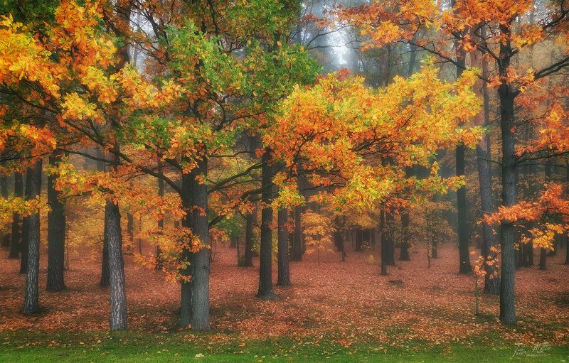 Пора листопада фото превью