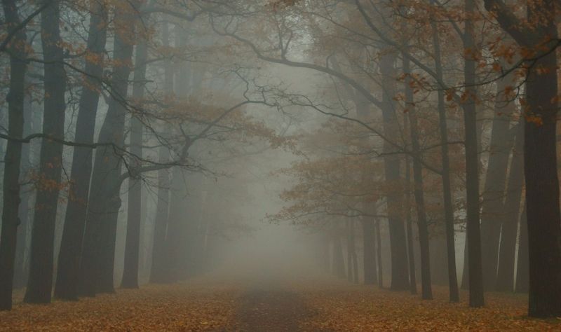 Foggy morning фото превью