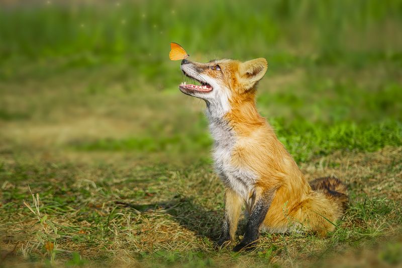 Лиса и бабочка фото превью