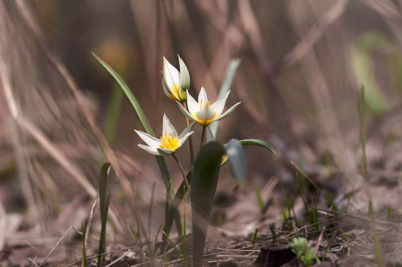 # фото превью