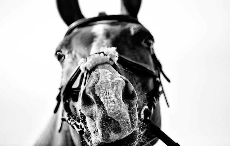 чб фото, black and white photo, лошадь, животные, фестиваль казачья станица  фото превью