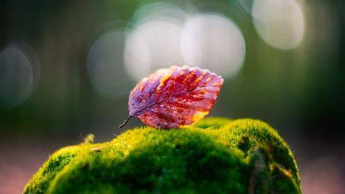 Leaf me alone