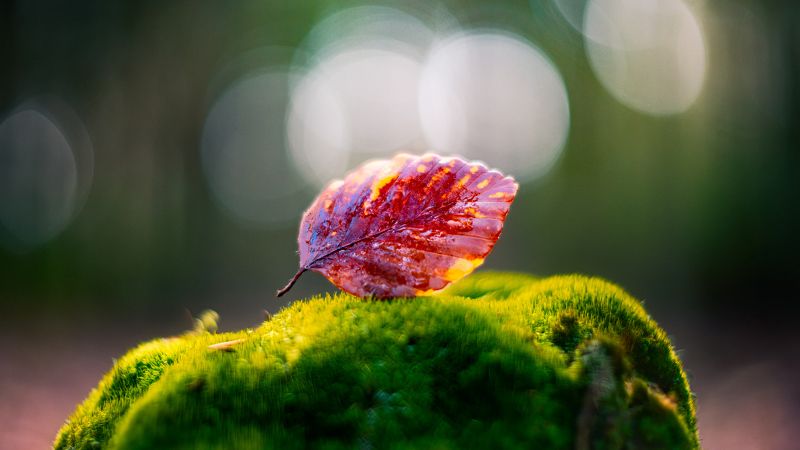 leaf, nature, bokeh, biotar, artisan Leaf me alone фото превью