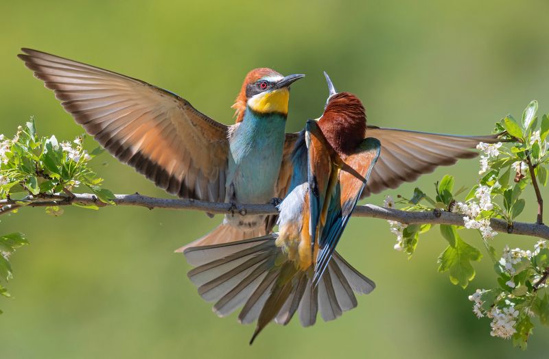 птицы, щурки, фотоохота, природа, весна, лето Ты будешь моей фото превью