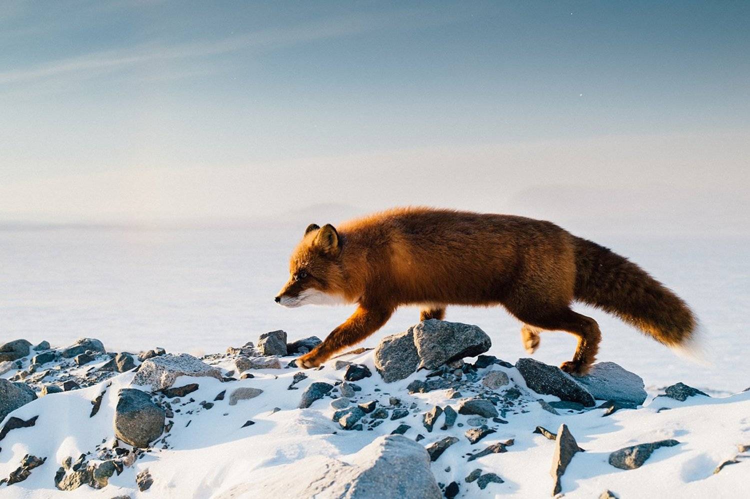 природа, лис, дорога, озеро, ноябрь, Евгений Труфанов