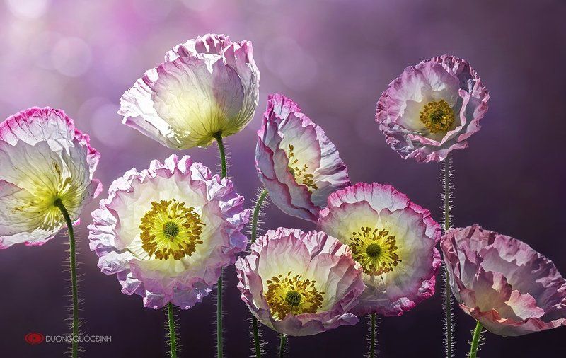 Colico фото превью