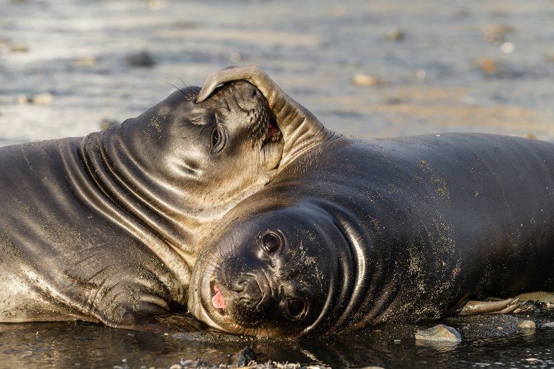 Антарктика, Морской слон, Южная Георгия Не перебивай! фото превью