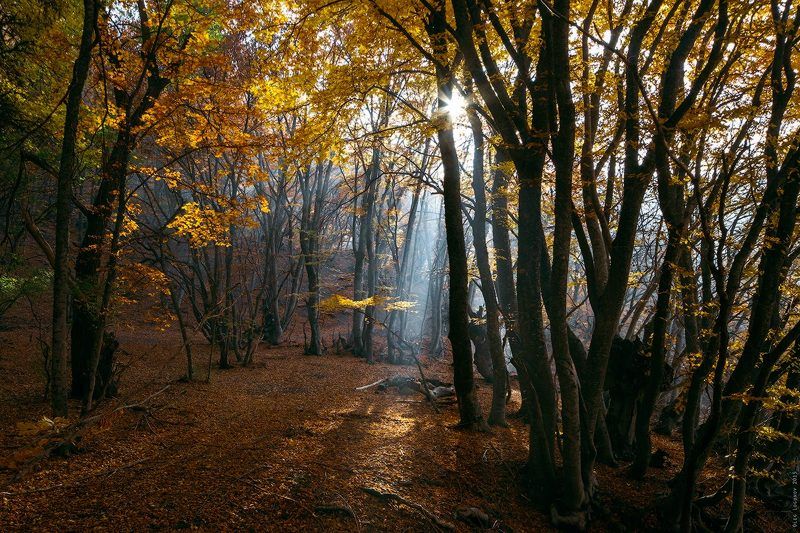 _ фото превью