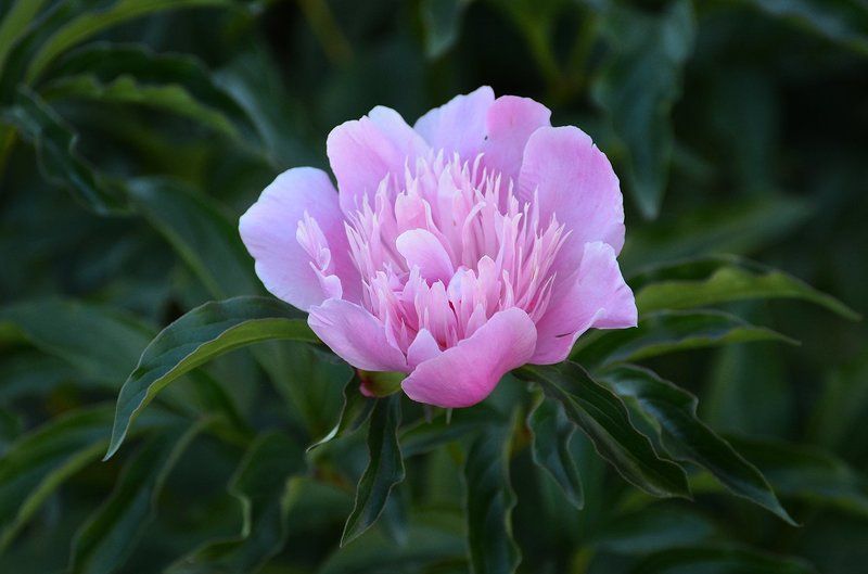 Пион фото превью