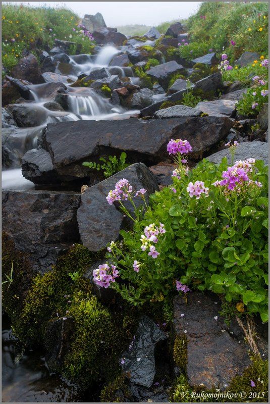 Flowers, Mountains, Stones, Water, Waterfall Кавказские ручейки фото превью