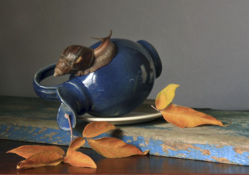 Кувшин, Улитка, Фотонатюрморт Непоседа фото превью