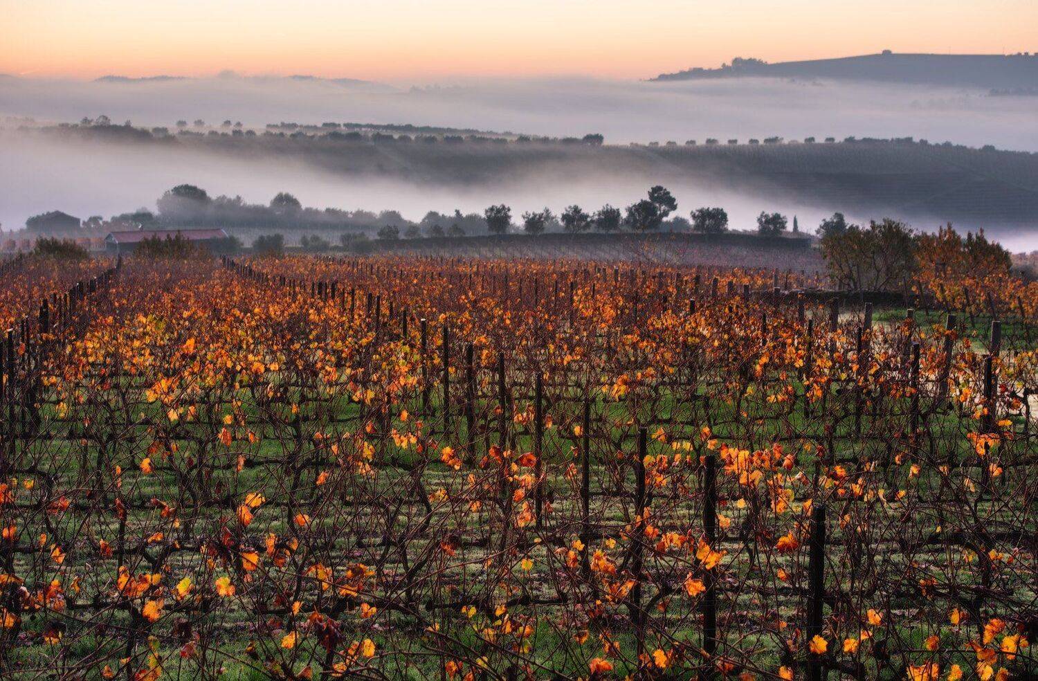, Андрей Ведерников